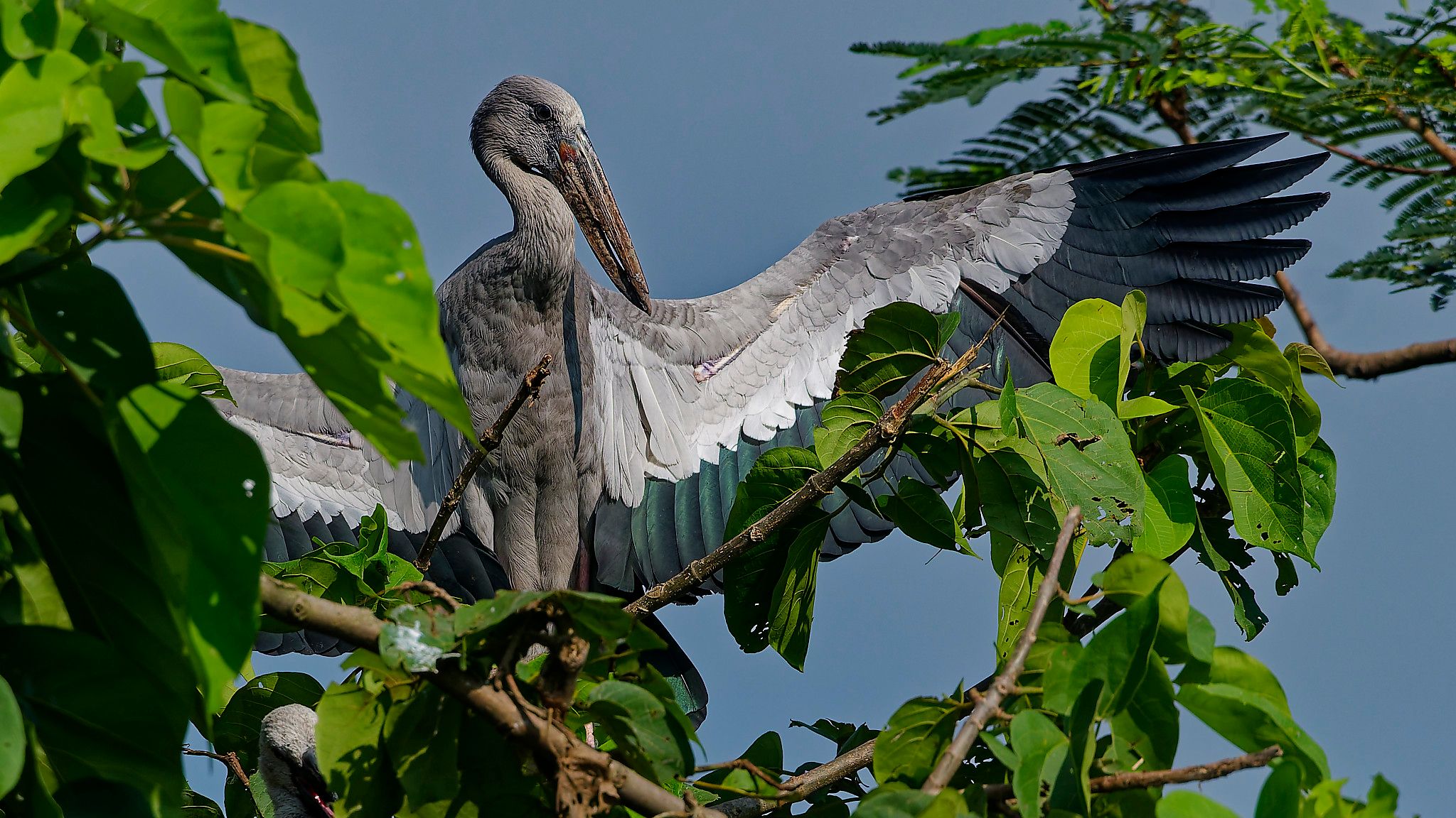 stork
