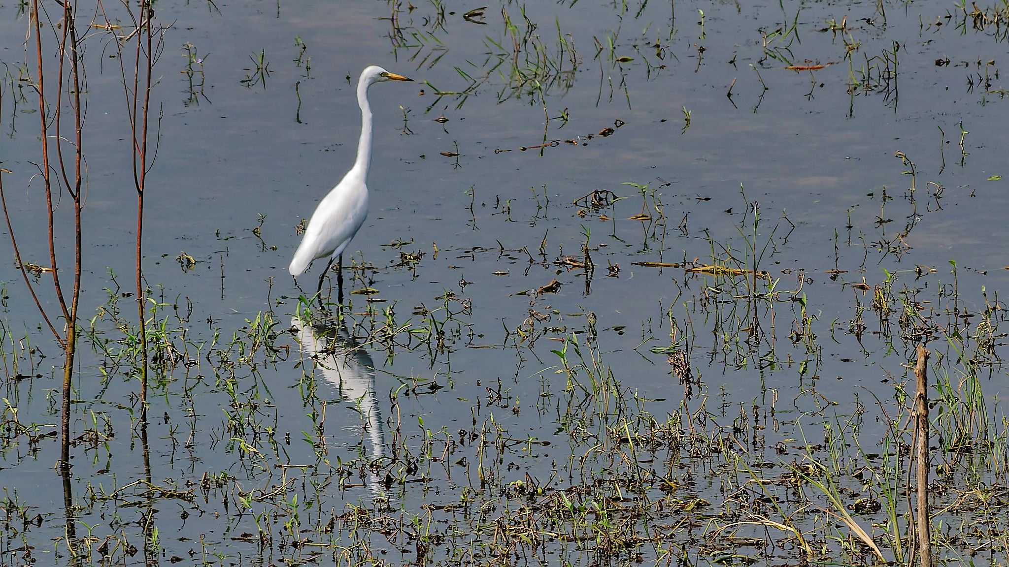 egret
