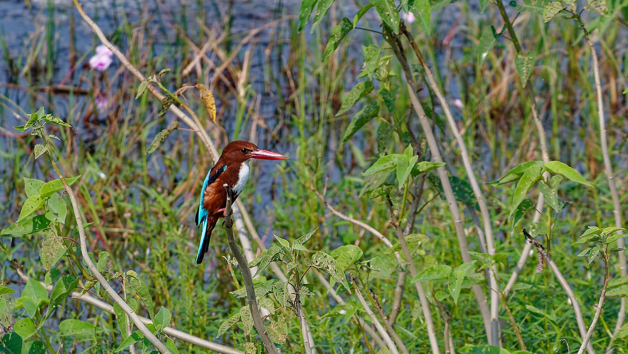 kingfisher