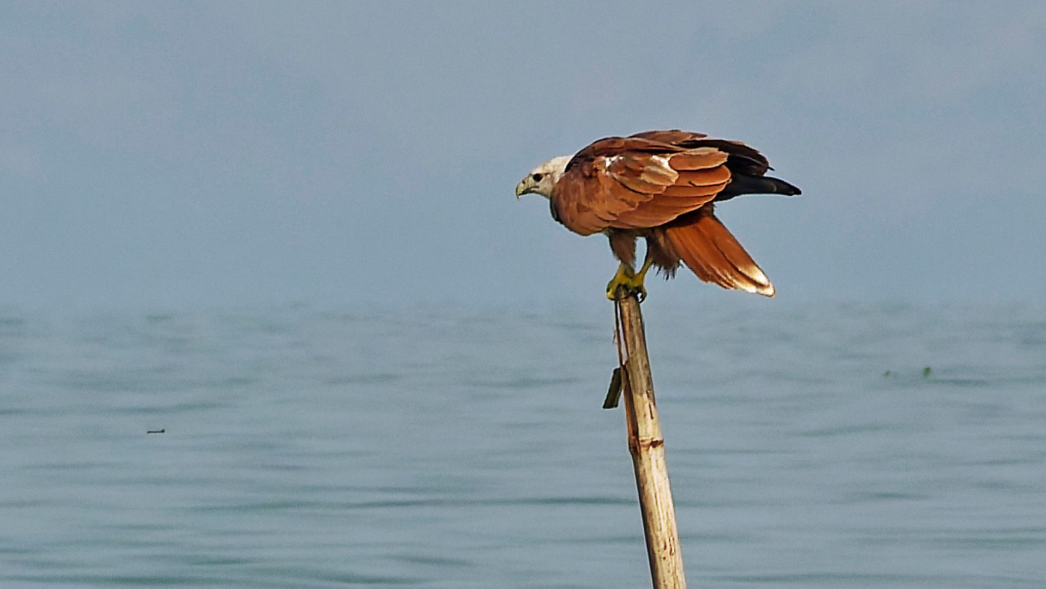 kite
