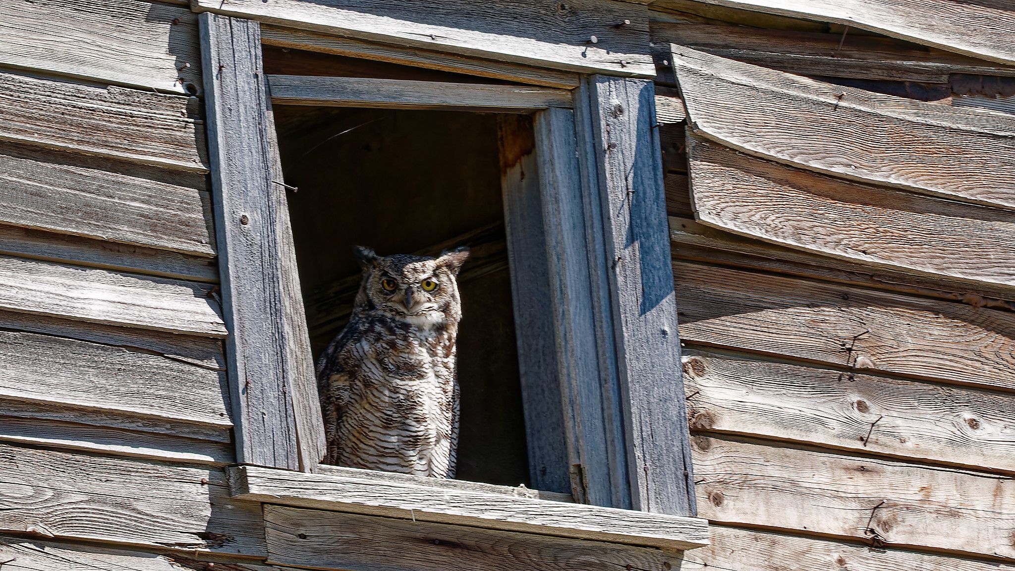 owl