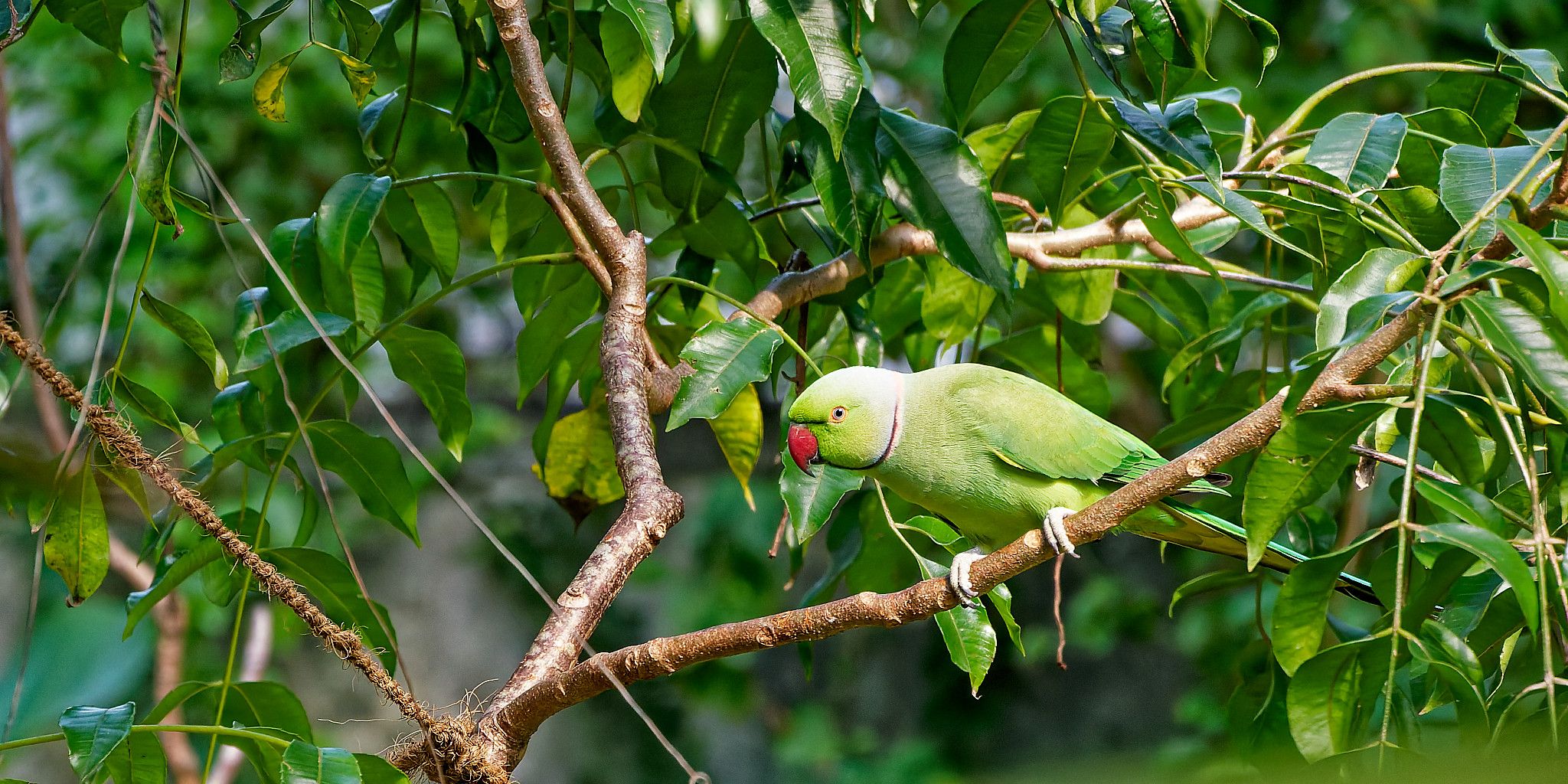 parakeet