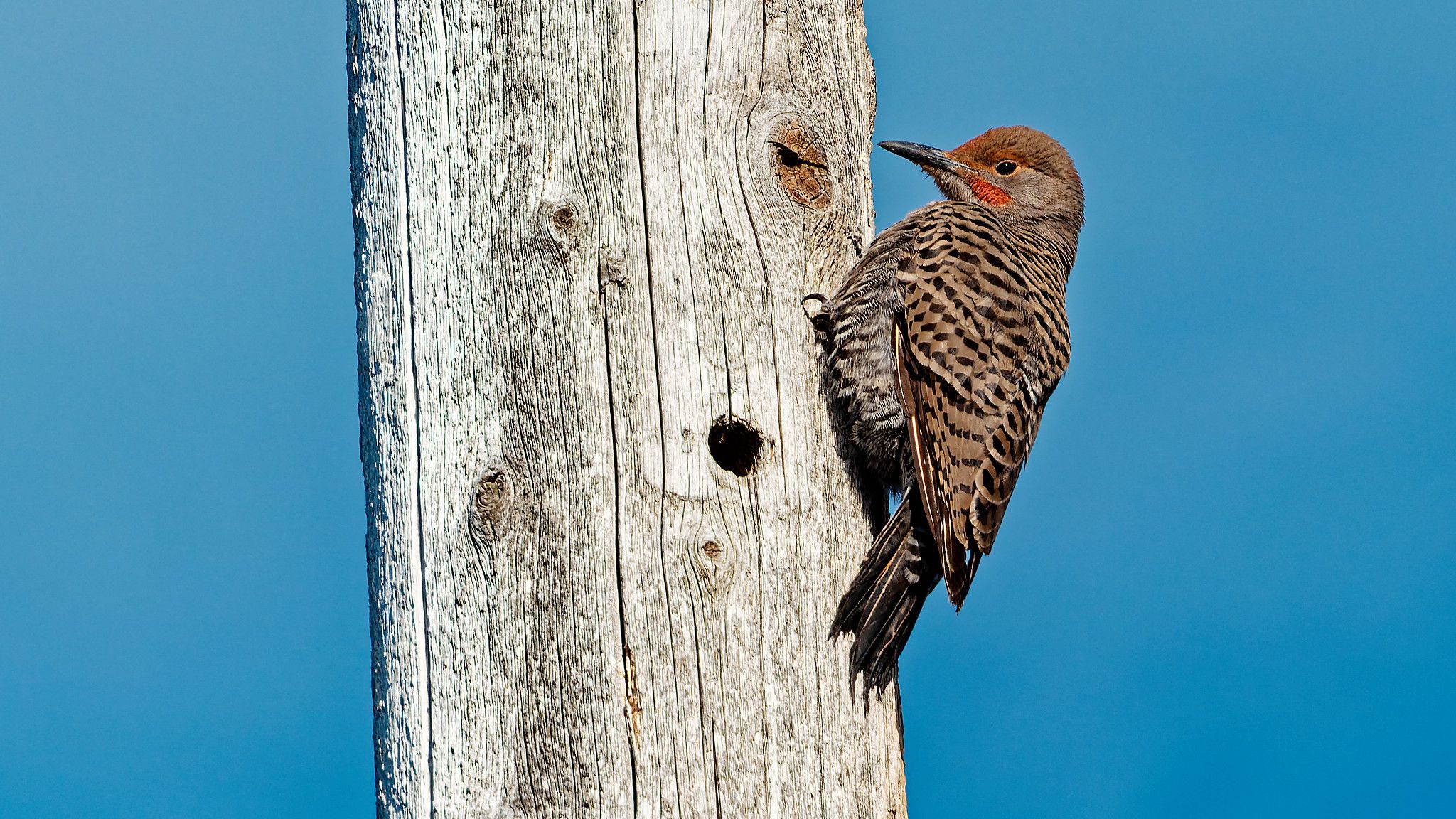 woodpecker