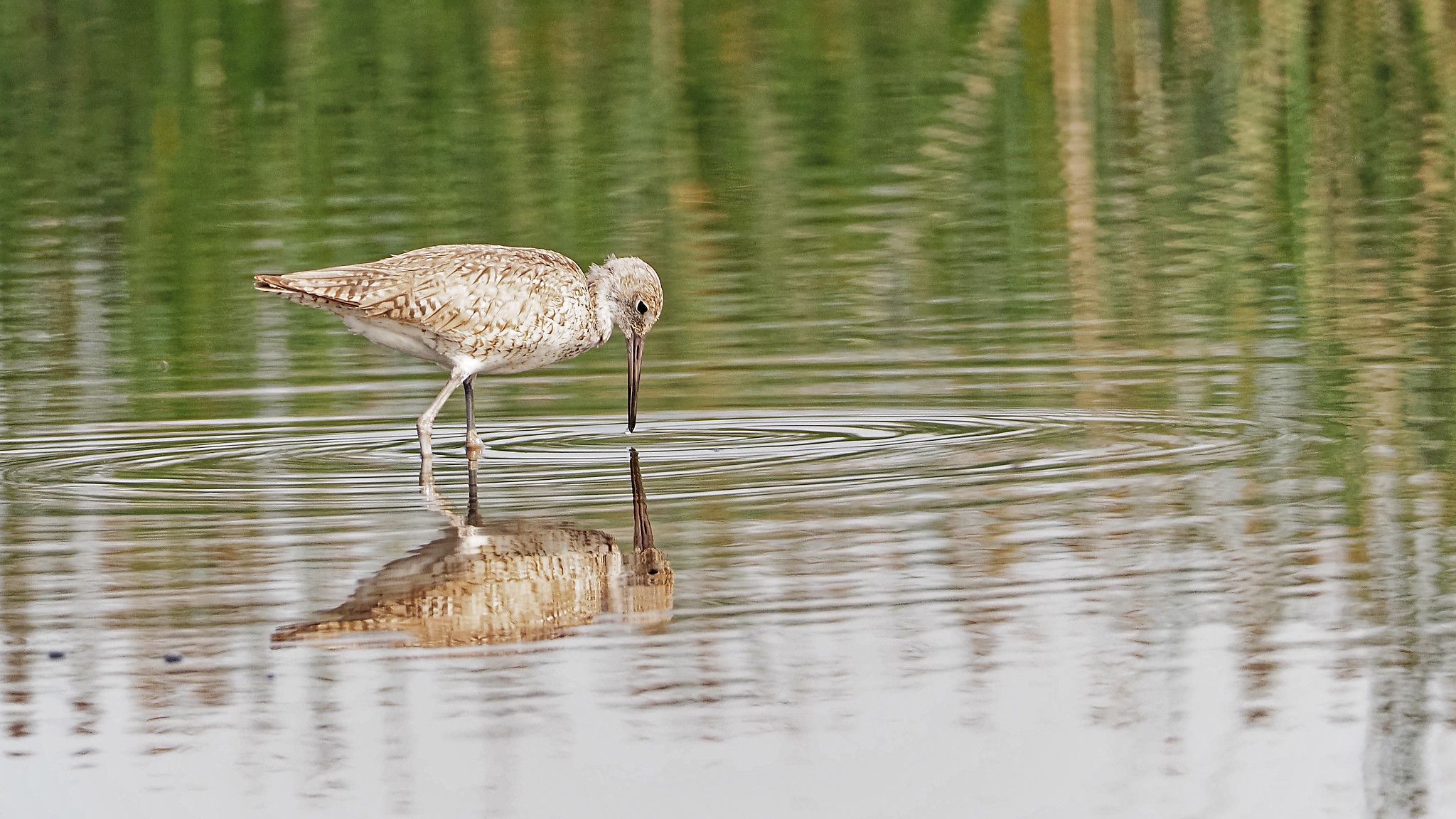 sandpiper