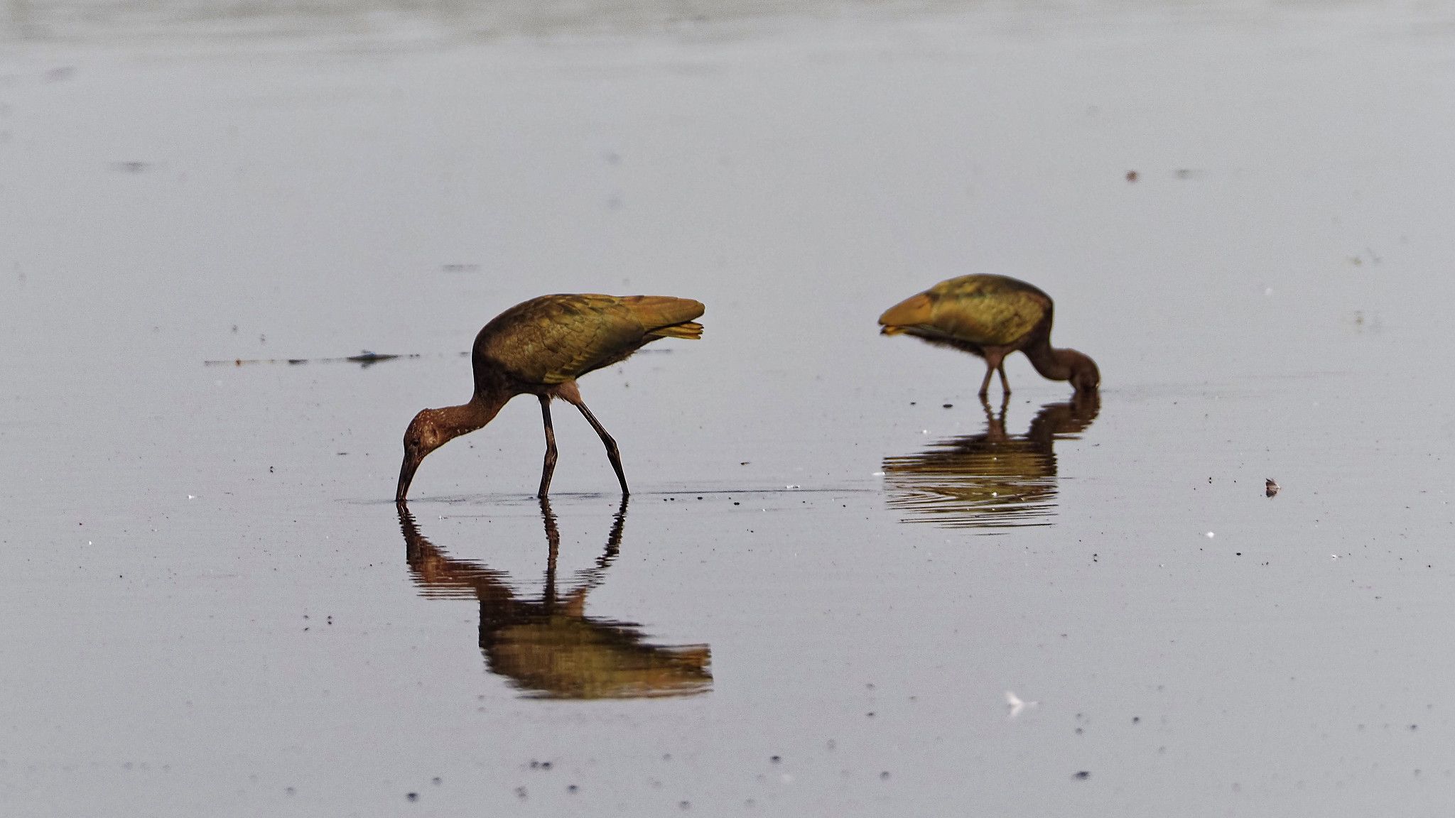ibis
