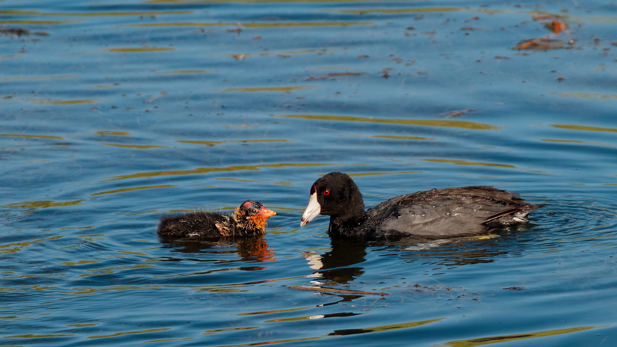 coot