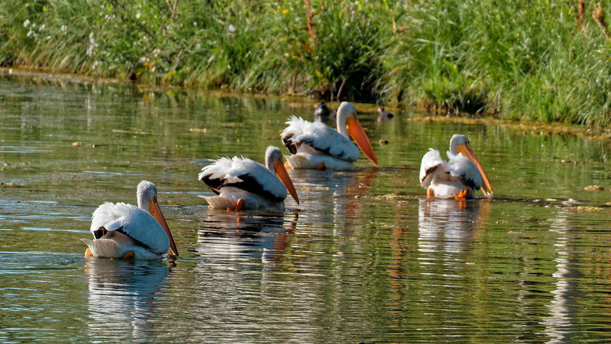 pelican