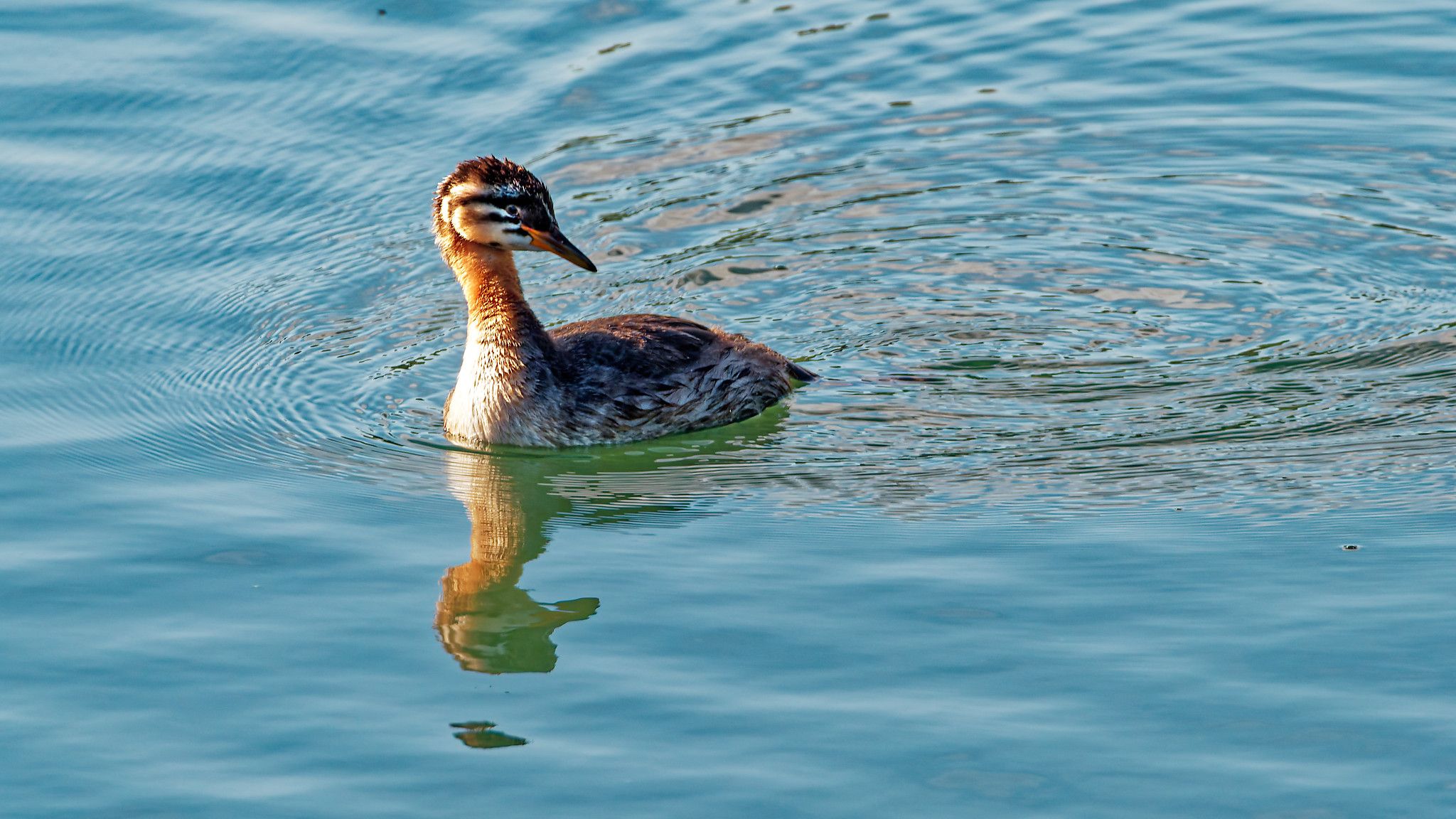 grebe