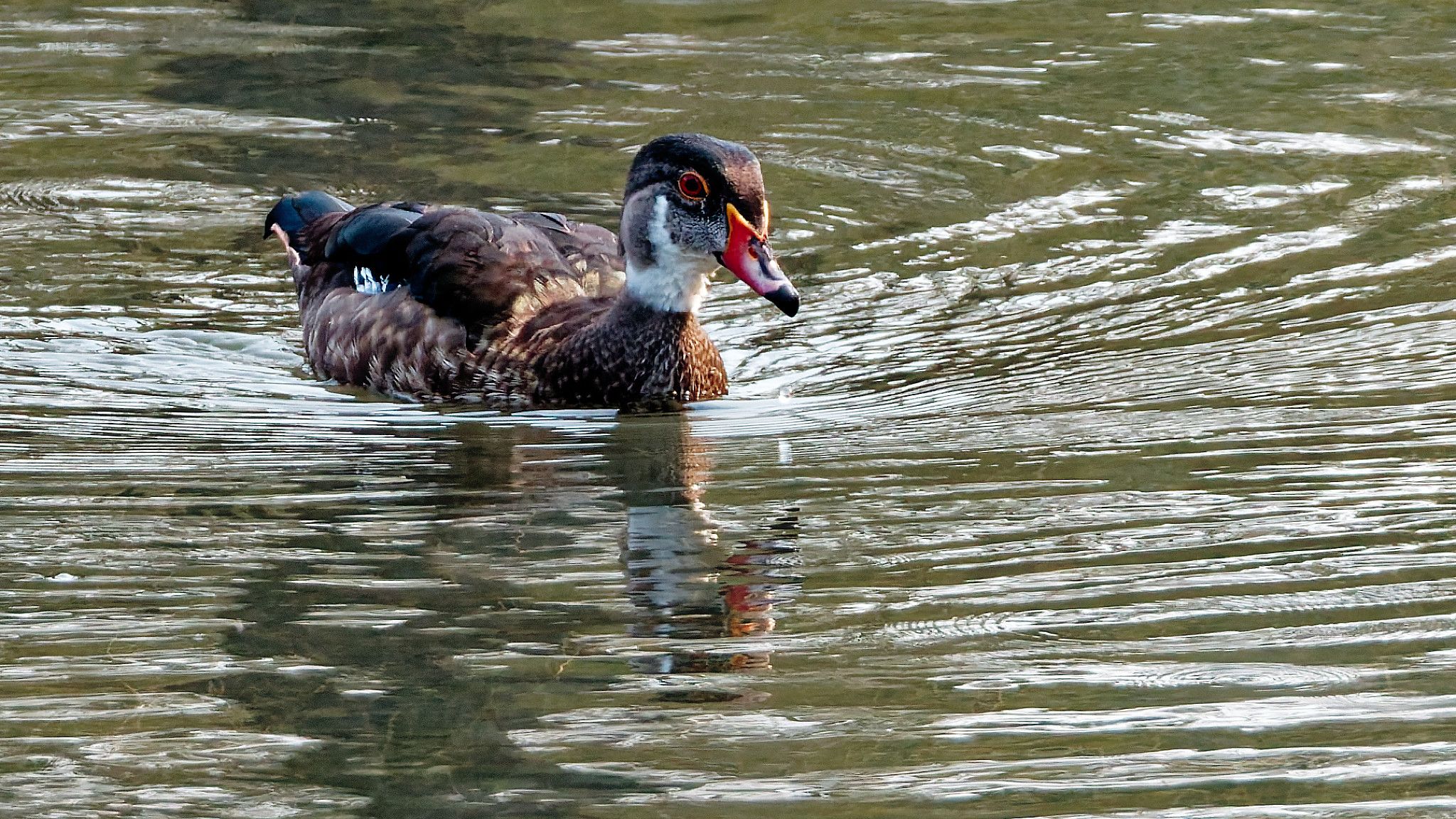 wood duck