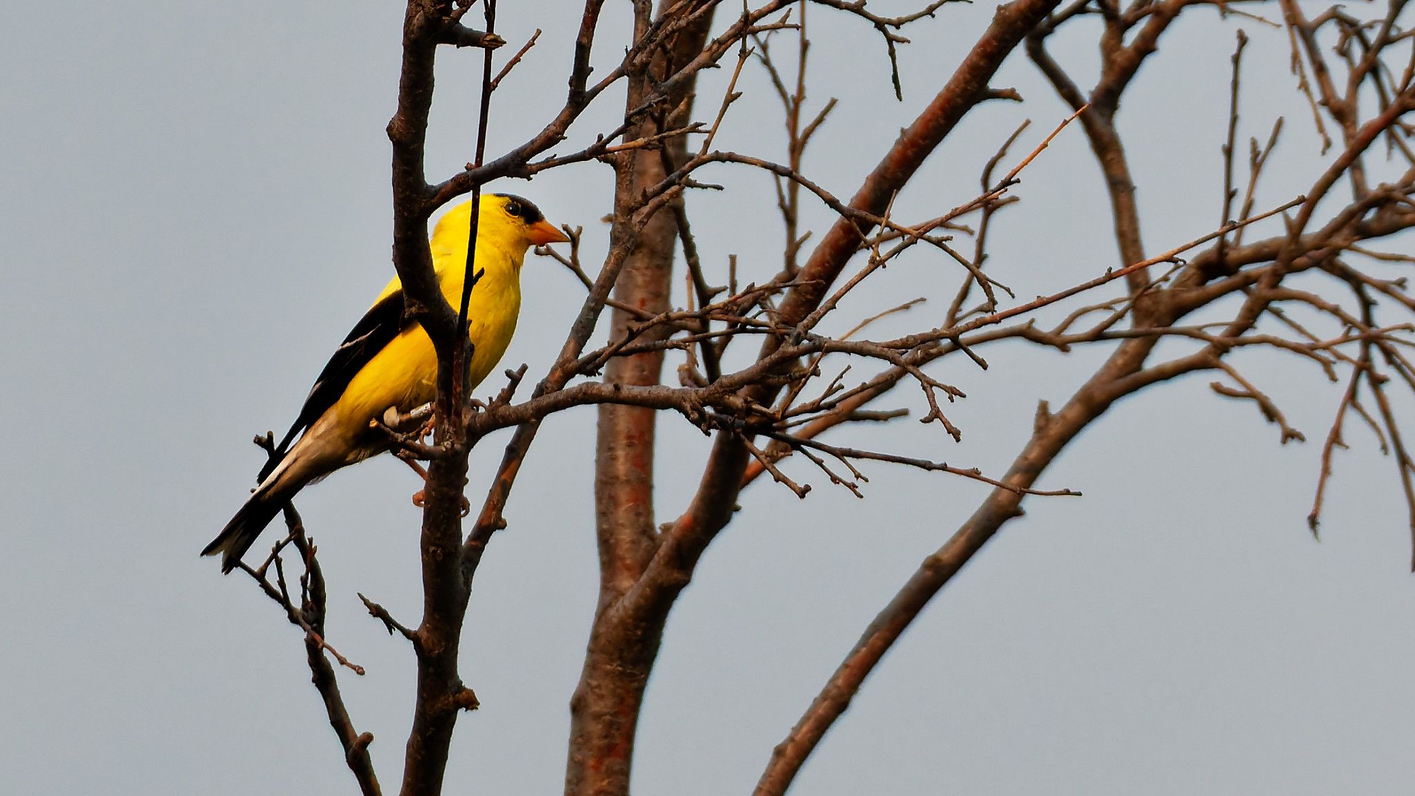 finch