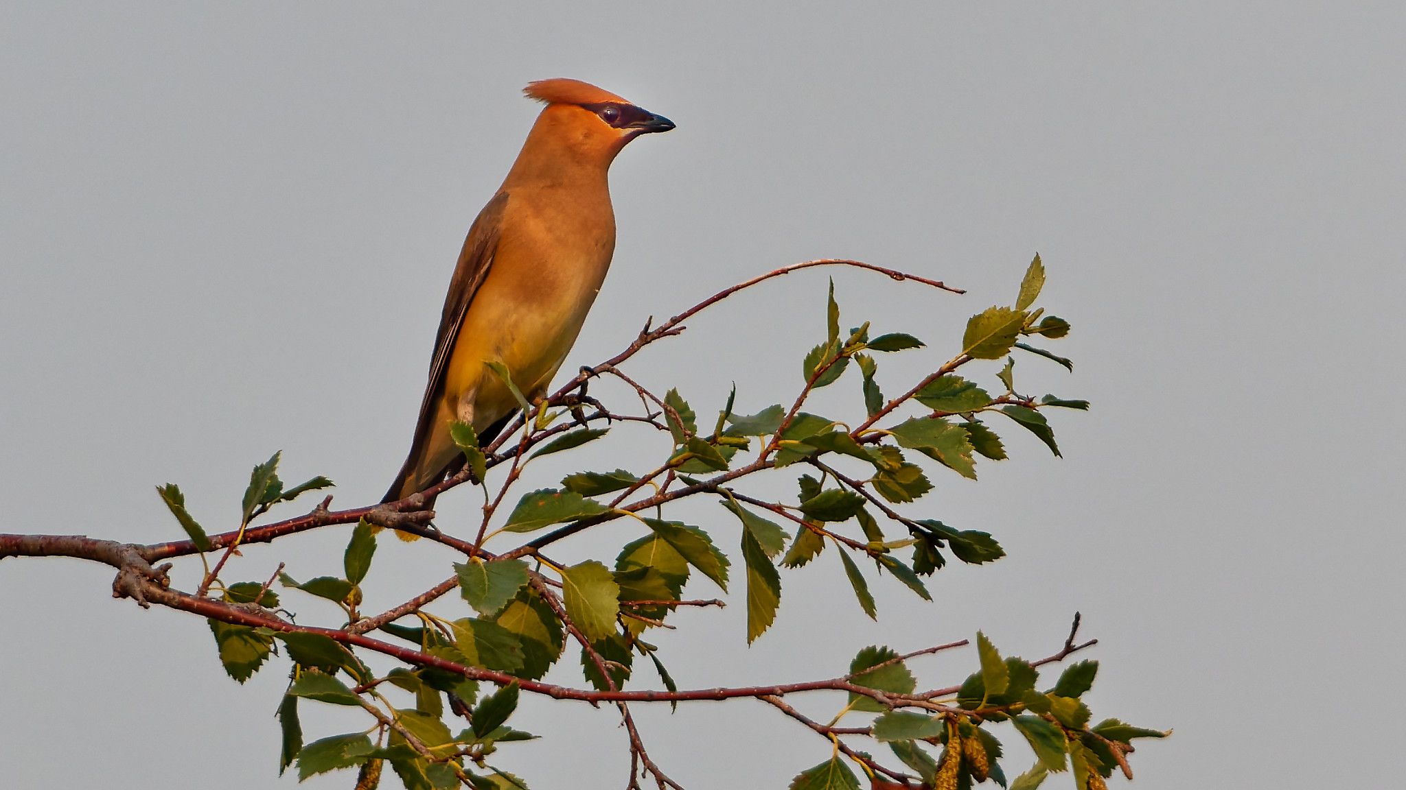 waxwing