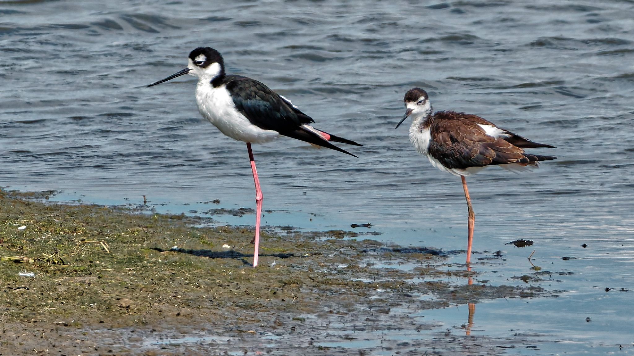stilt