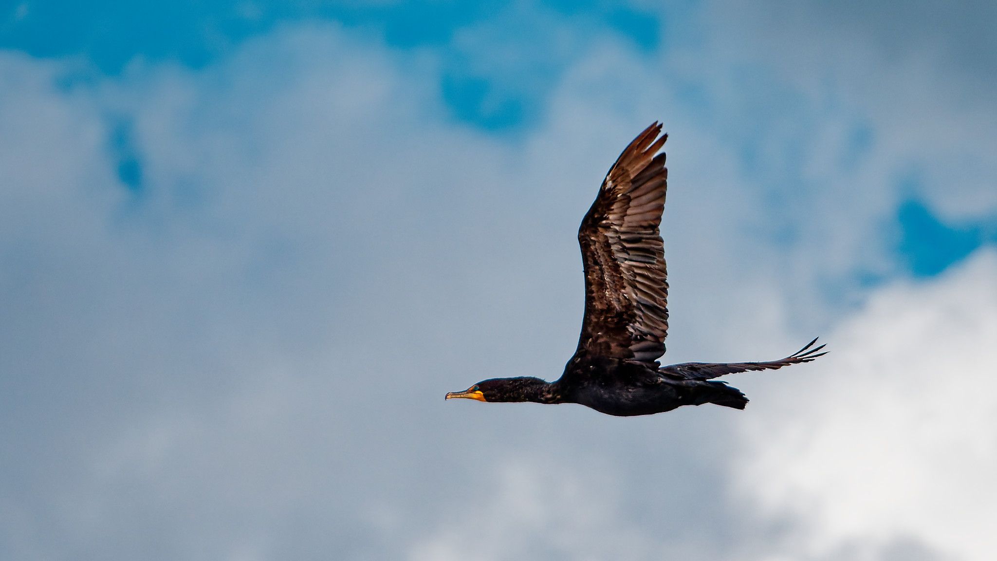 cormorant