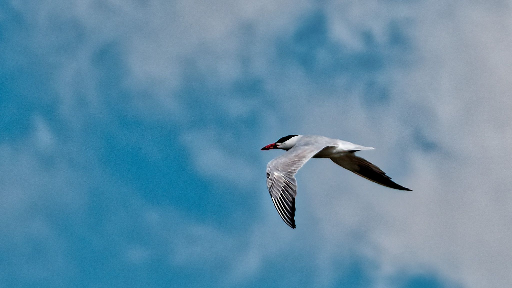 tern
