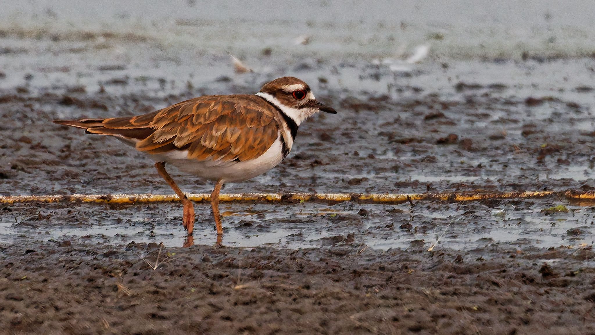 plover