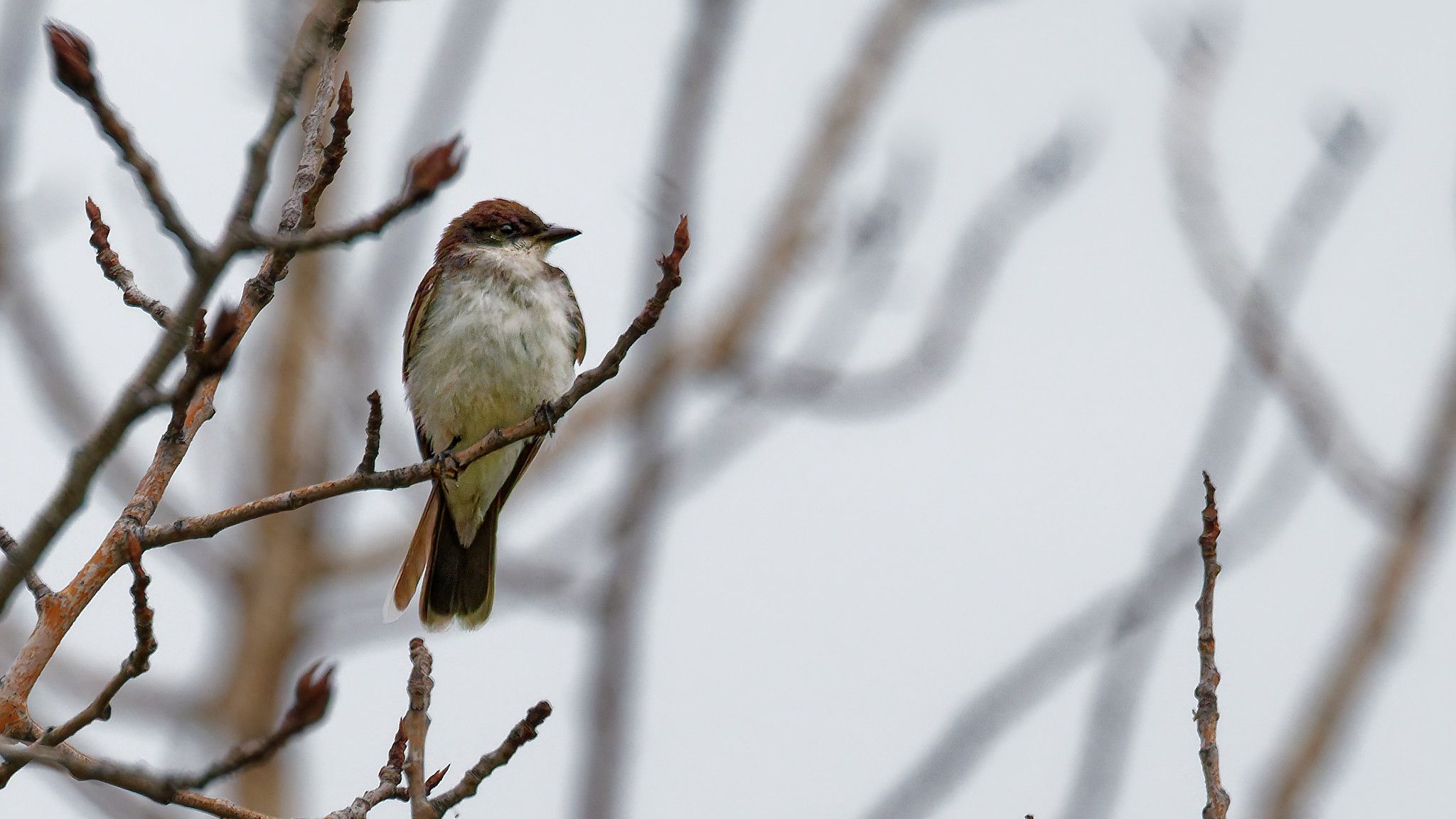 flycatcher