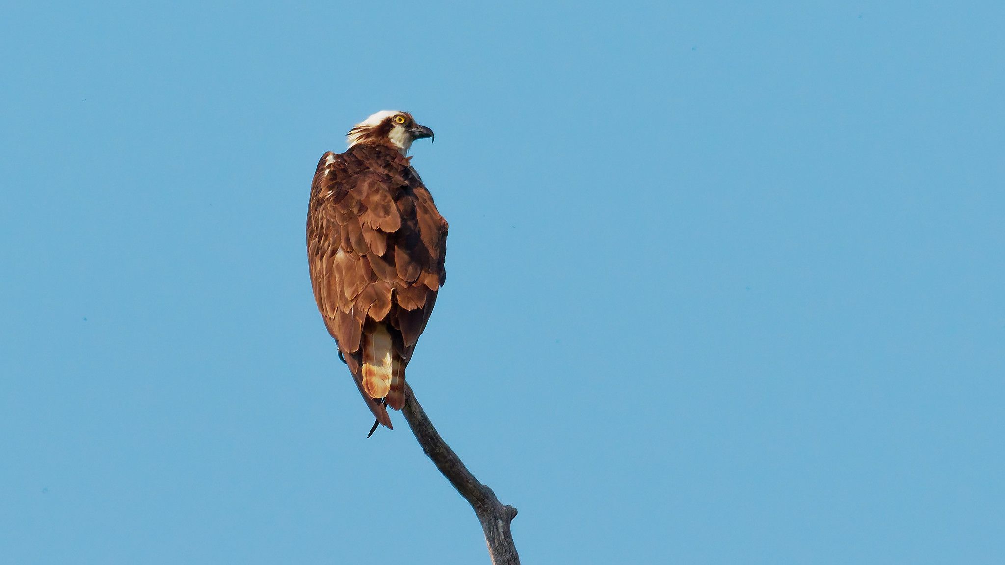 osprey