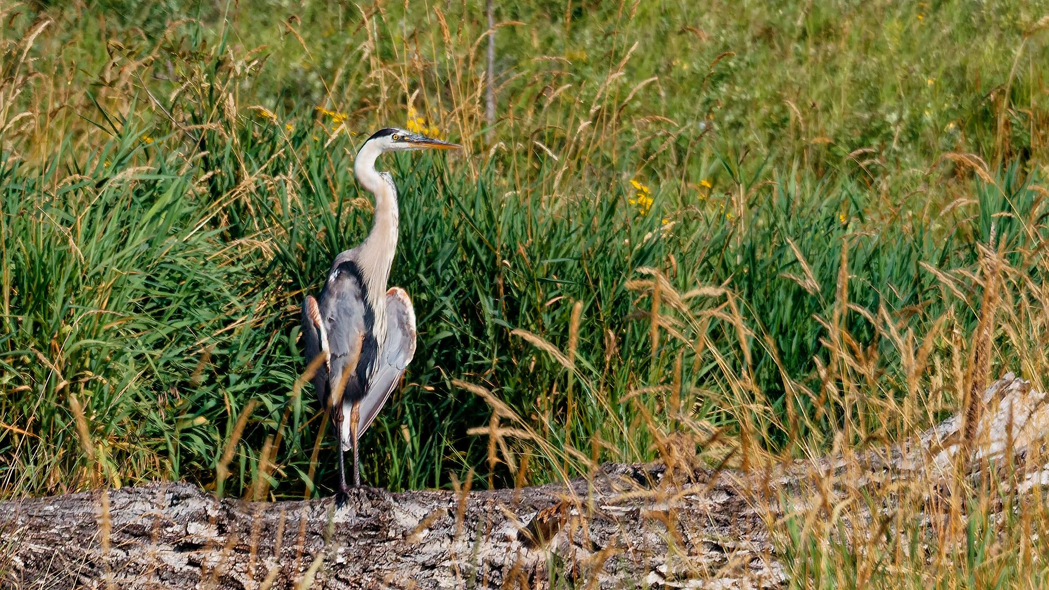 heron