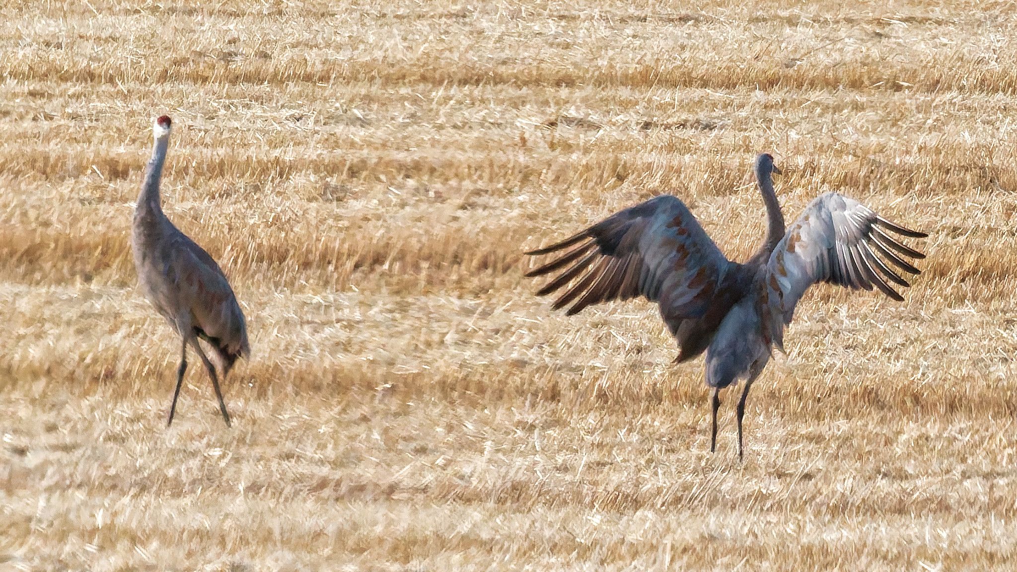 crane