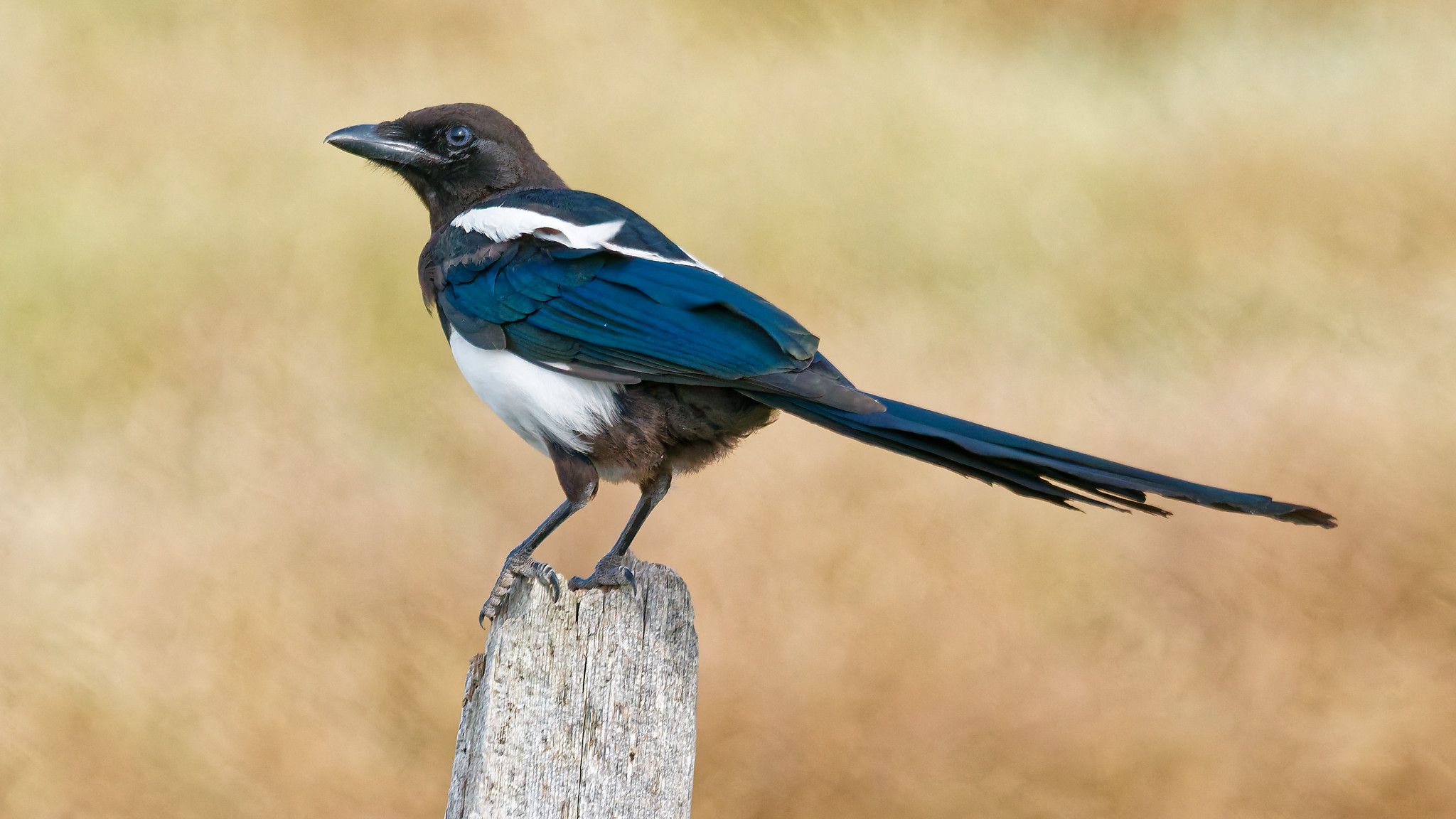 magpie