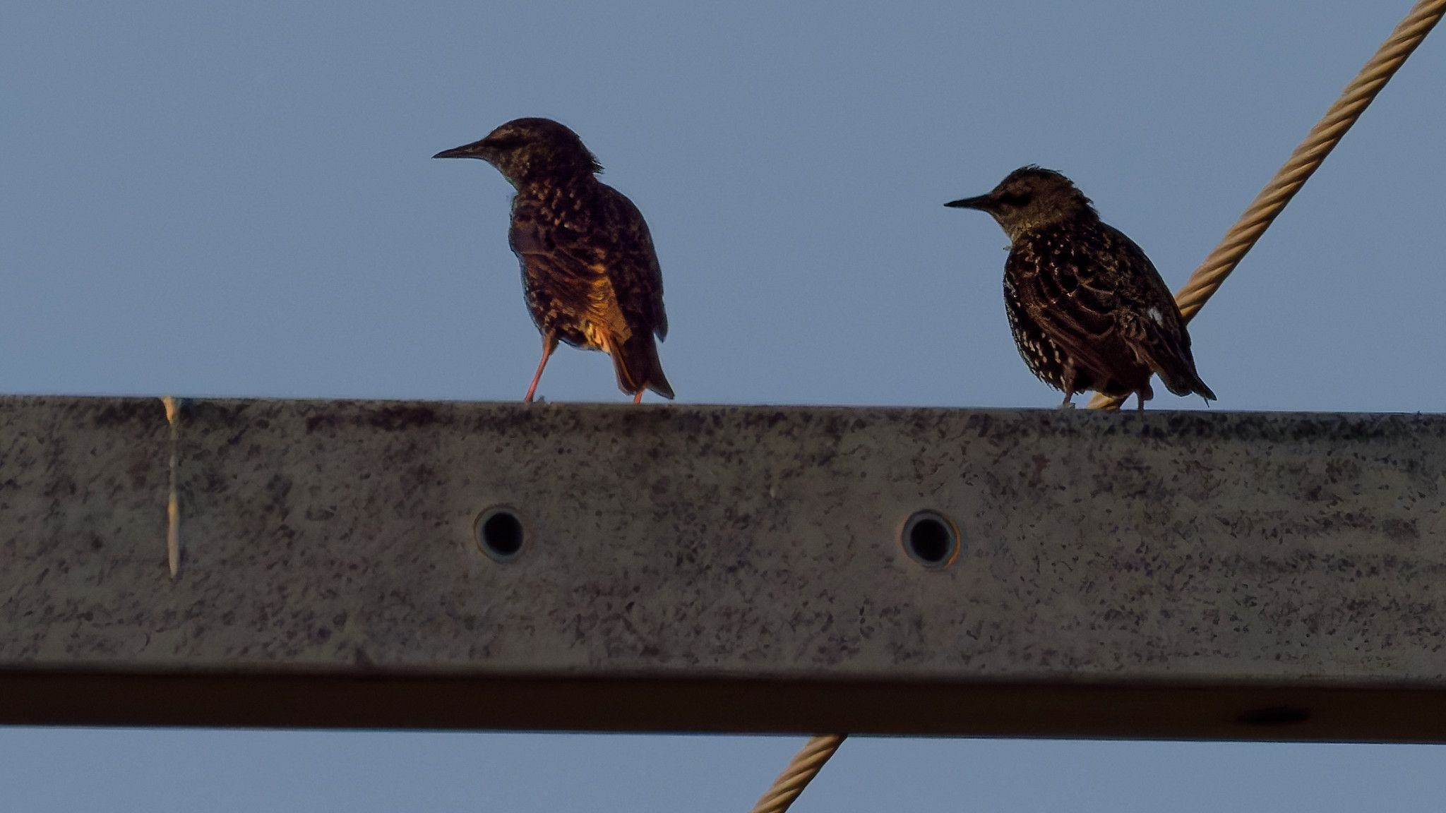 starling