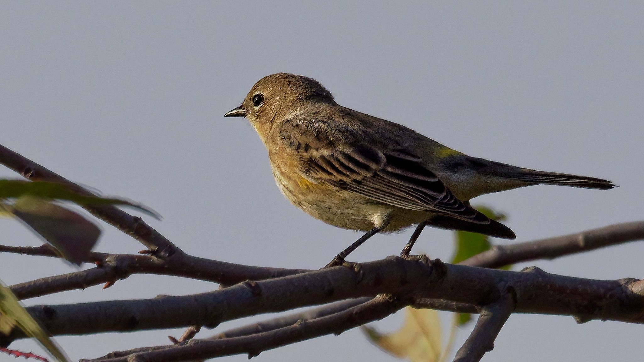 warbler