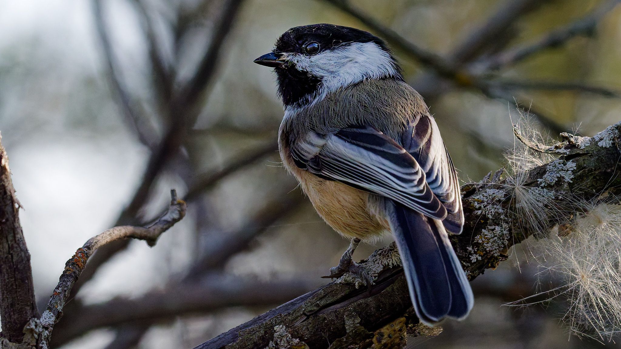chickadee